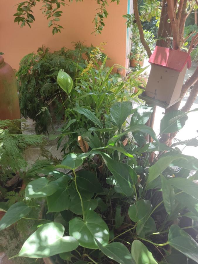 Recanto Toca Das Plantas De Ilhabela I Εξωτερικό φωτογραφία