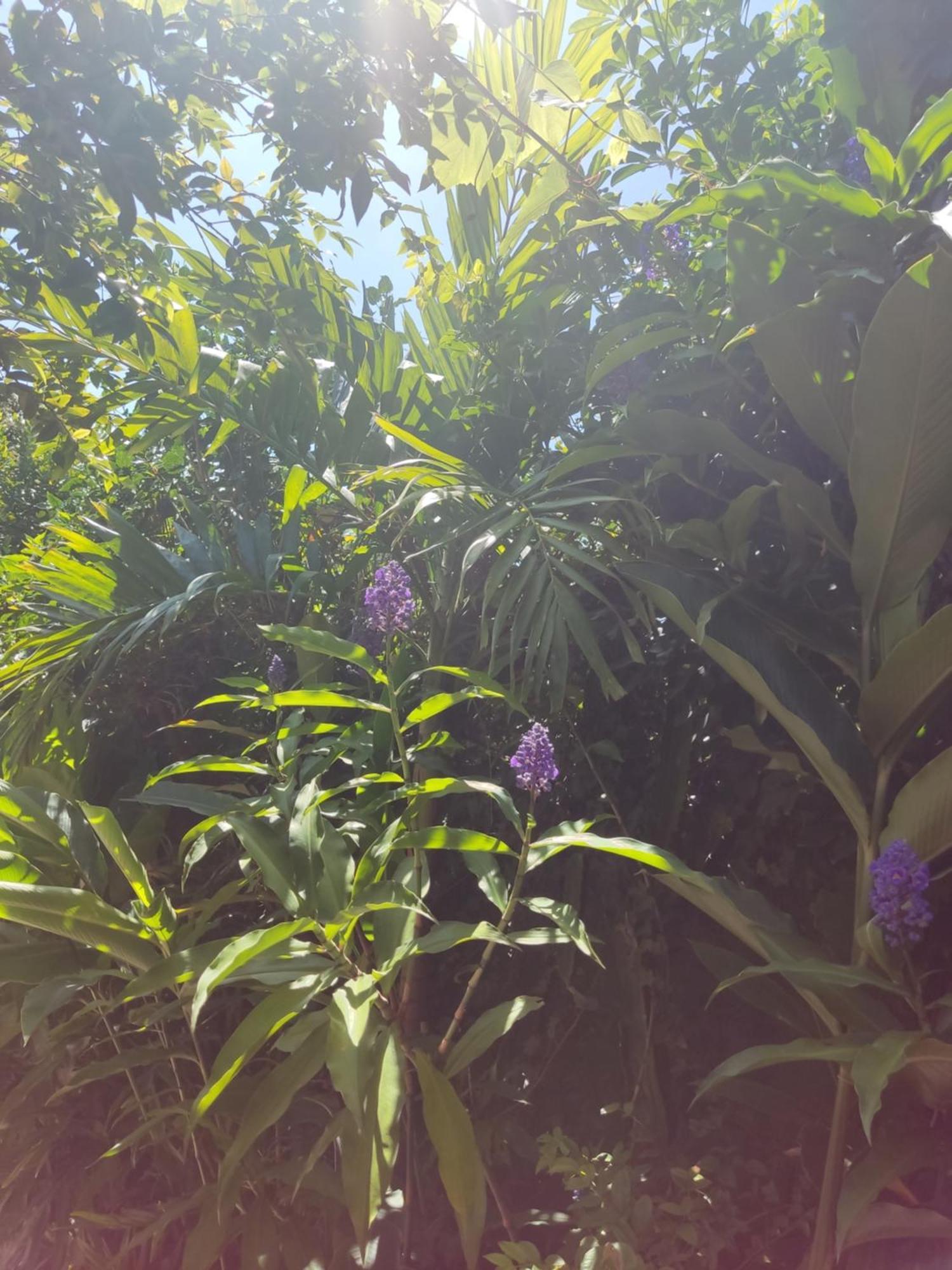 Recanto Toca Das Plantas De Ilhabela I Δωμάτιο φωτογραφία